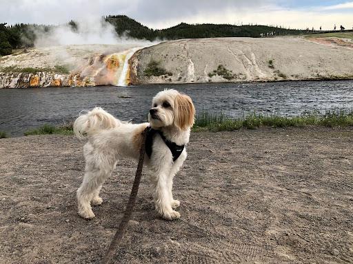 Mr. DeBois Leaves Mills to Pursue Dog's Modeling Career