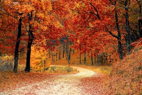 Falling Back: The Romanticization of Fall