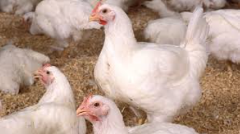 Bird Flu Fear: Is It Serious and Something to Worry About?