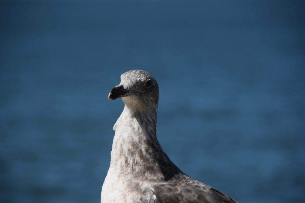 Seagulls to Replace Internet