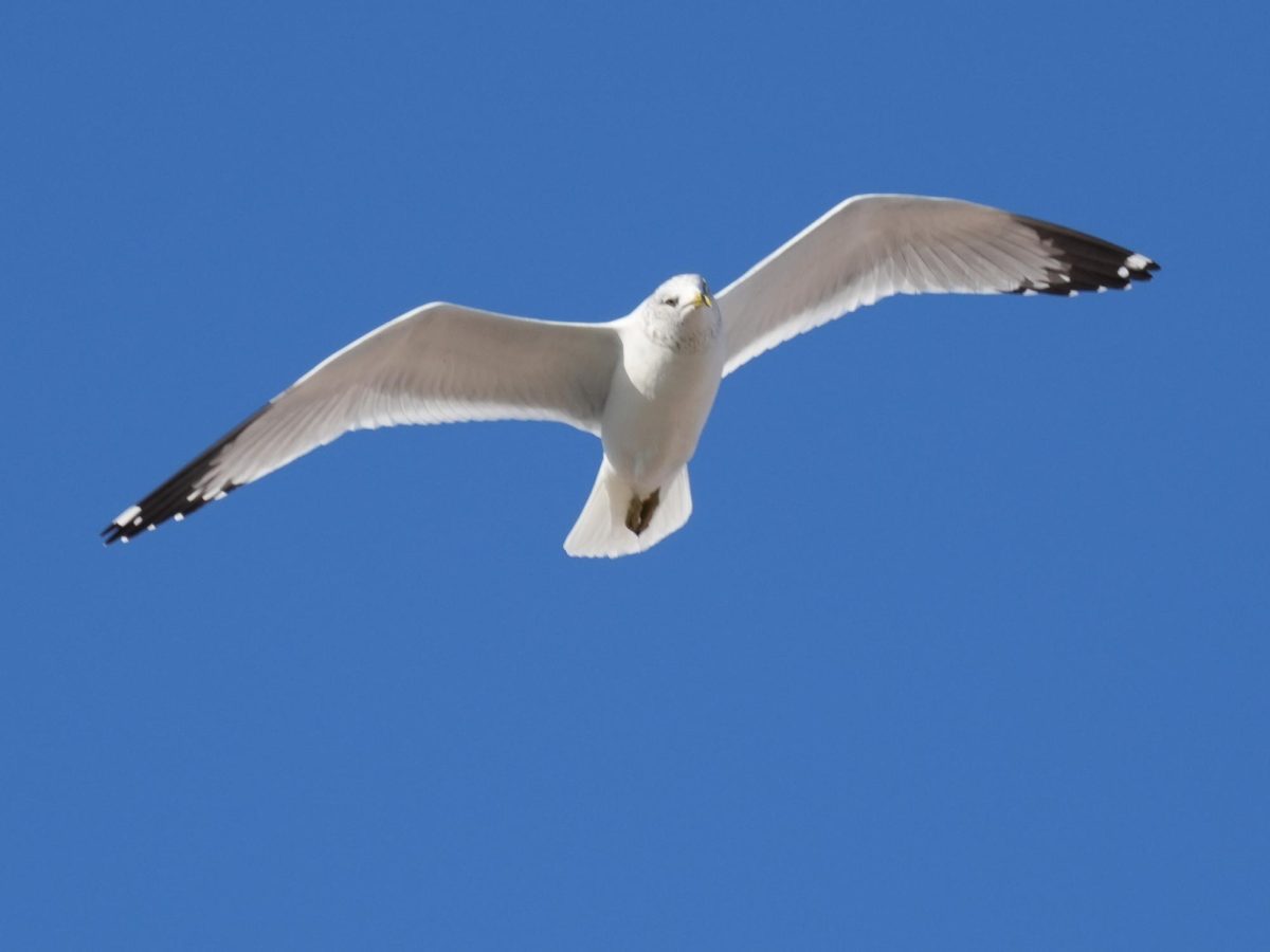 A seagull spotted flying around during brunch, eyeing the food scraps and litter scattered across center court.