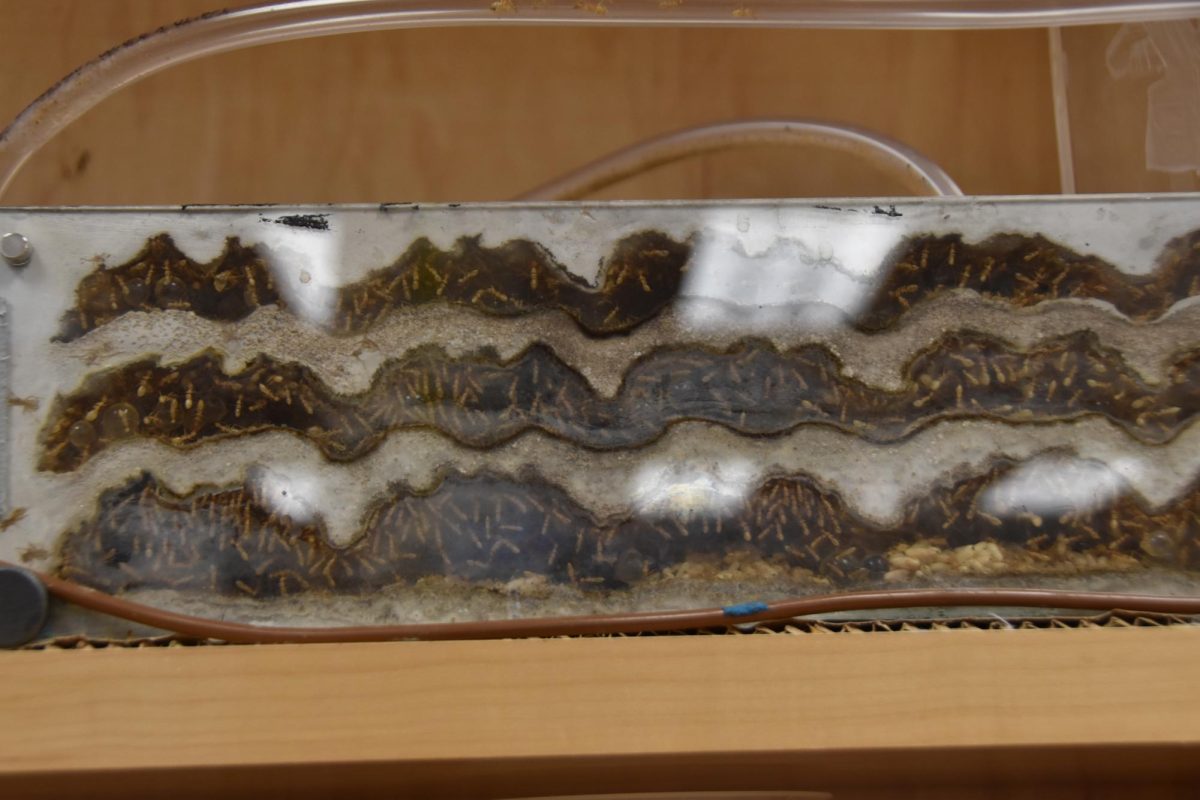 An ant colony casually vibing in Dilemme's closet
