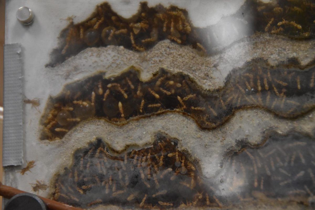 Ants roaming around their house
