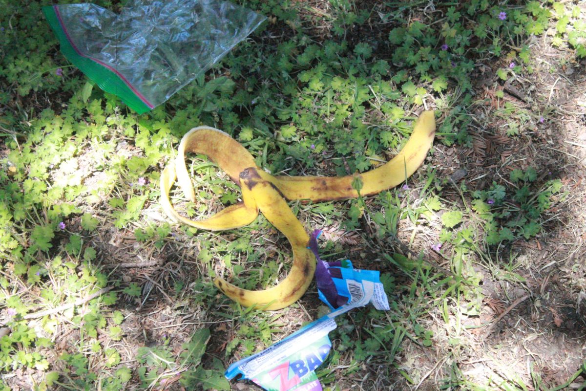 Trash was scattered not only in center court, but also in another grassy area at Mills  